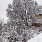 Monochrome desert landscape with bushy tree and shrubs under cloudy sky