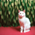 White Cat with Golden Collar on Red Surface Among Tulips