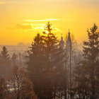 Misty Autumn Forest with Tall Trees and Vibrant Sky