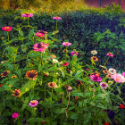 Colorful Wildflower Field in Full Bloom: Reds, Blues, Yellows