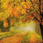 Autumn forest path painting with vibrant foliage and soft light