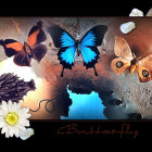 Colorful still life: blue butterflies, grapes, flowers, and fruit on textured dark background