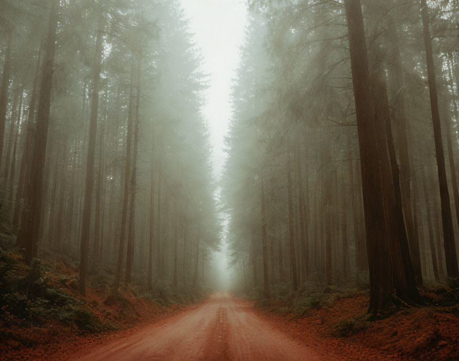 Misty forest scene with dirt road and tall trees