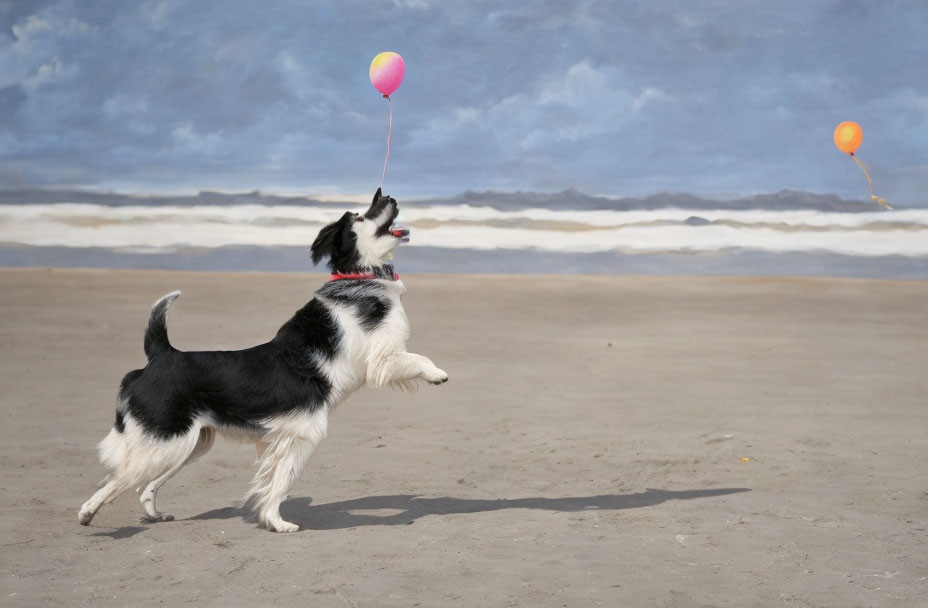 Black and White Dog Playing with Pink Balloon on Sandy Beach