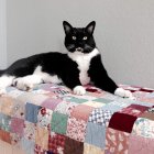 Black and white cat on blue and pink floral background resting peacefully