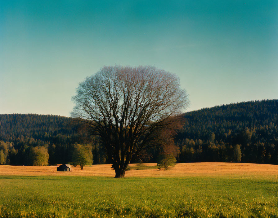 Lush Green Field with Solitary Tree and Forest Backdrop