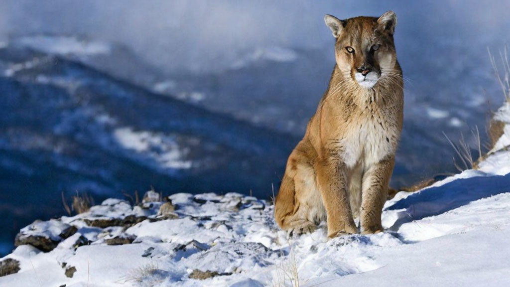 Mountain lion on snowy ledge with blue mountain backdrop