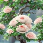 Potted bonsai tree with oversized pink roses and green leaves