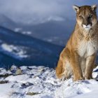 Mountain lion on snowy ledge with blue mountain backdrop