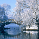 Snow-covered trees and bridge reflected in calm lake on serene winter day