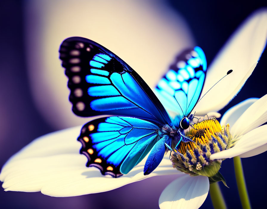 Blue butterfly with black and white markings on white daisy.