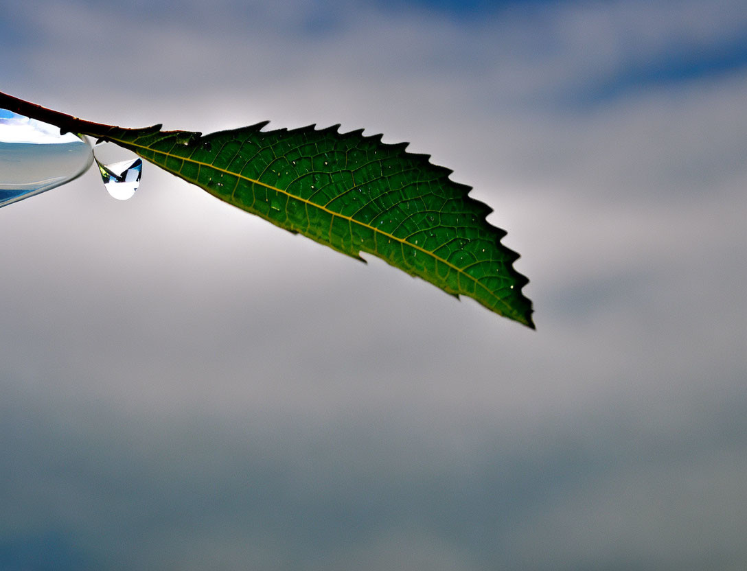 Green leaf with water droplet against cloudy sky