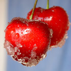 Vibrant red cherries with water droplets on blurred backdrop