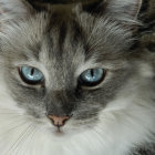 Striking blue-eyed cat with prominent whiskers and lush fur coat