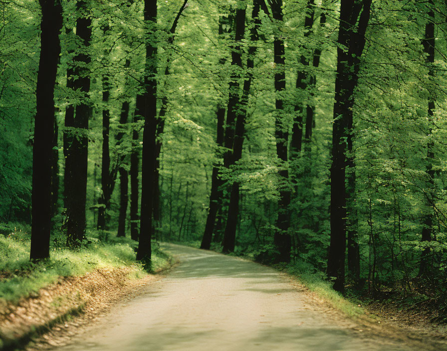 Scenic winding road through lush green forest