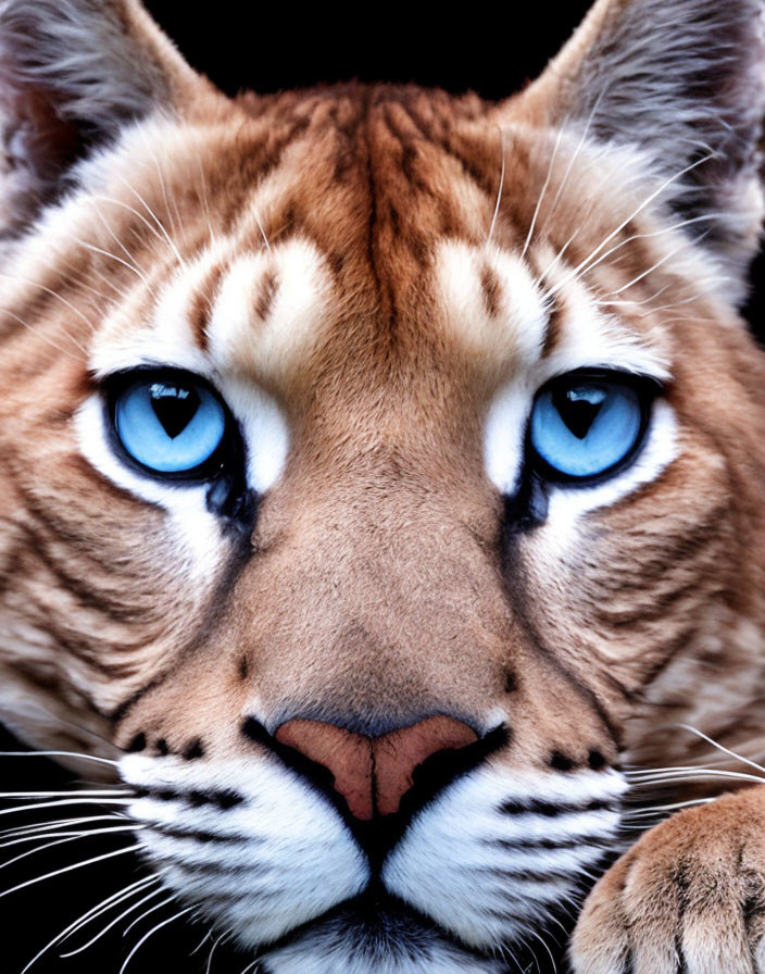 Detailed Cougar Portrait with Striking Blue Eyes