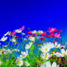 Colorful Flower Field Painting with Pink and White Petals on Blue Background