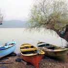 Colorful boats on calm lake with blooming trees - vibrant oil painting