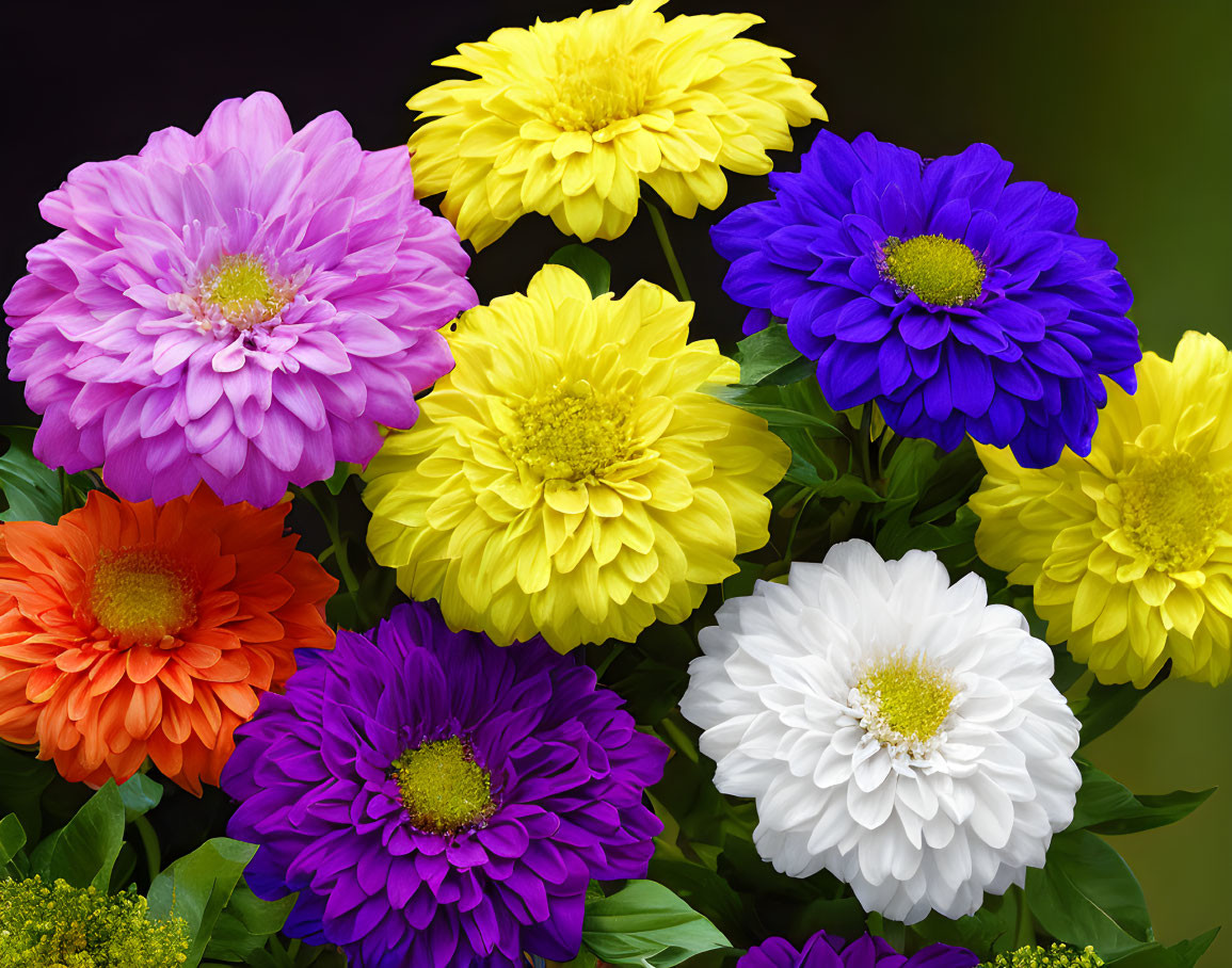 Colorful Dahlia Flower Bouquet Against Dark Background