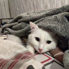 White Cat with Blue Eyes Under Gray and Orange Blanket Next to Another Cat