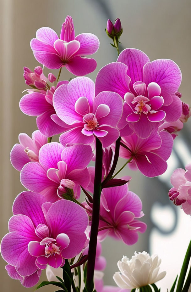 Pink Orchids with Soft Focus Backdrop and Detailed Petal Patterns