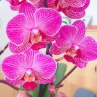 Pink Flowers with White Patterns on Petals and Green Leaves on Soft Background