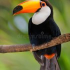 Colorful toucan with vibrant plumage perched on branch in green setting