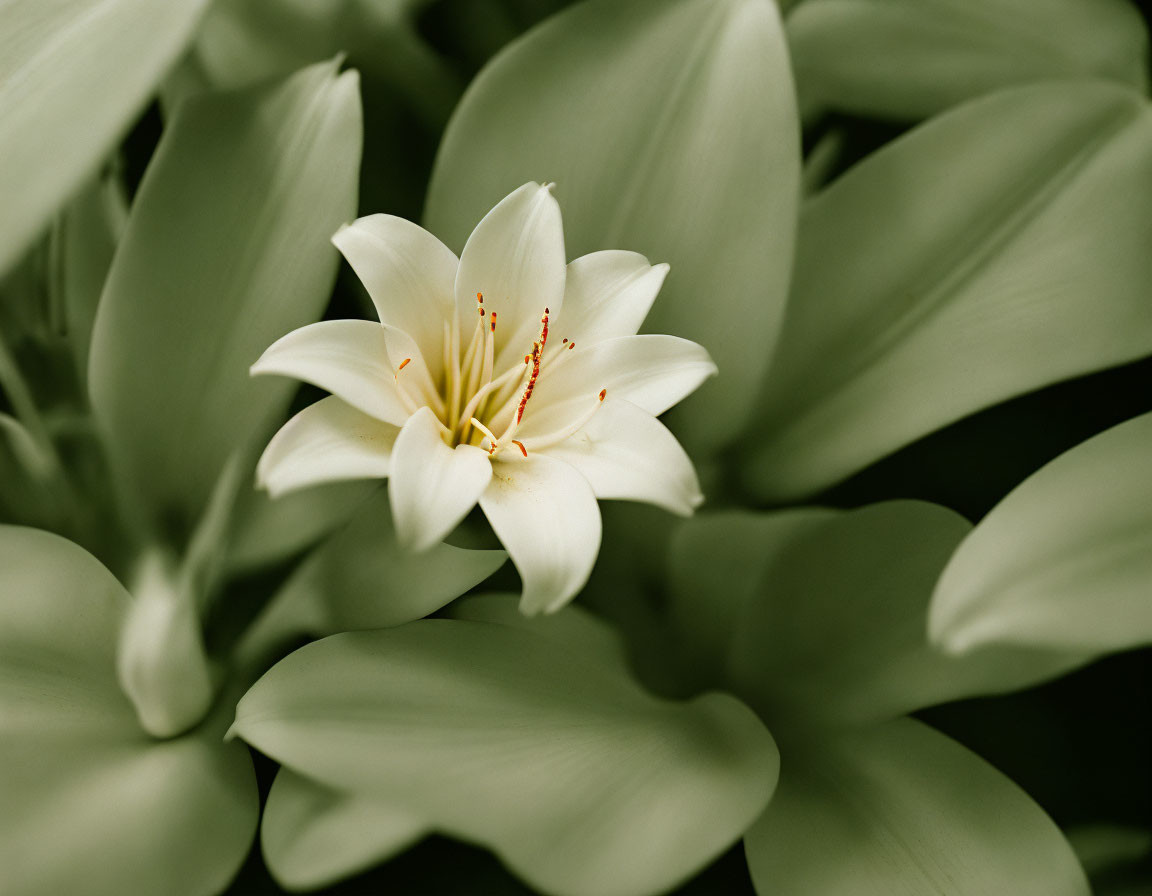 White Lily with Yellow Stamens Against Green Leaves Background