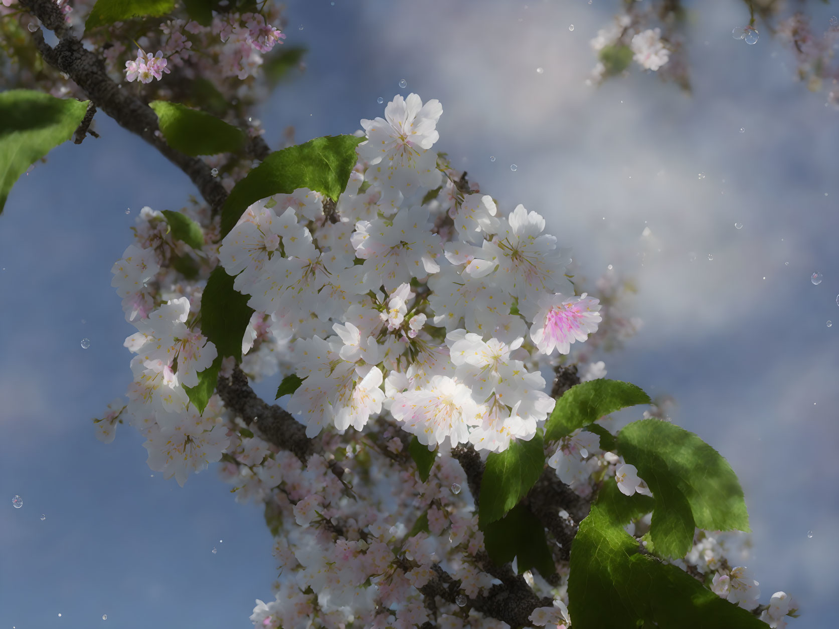 White and Pink Cherry Blossoms Under Blue Sky