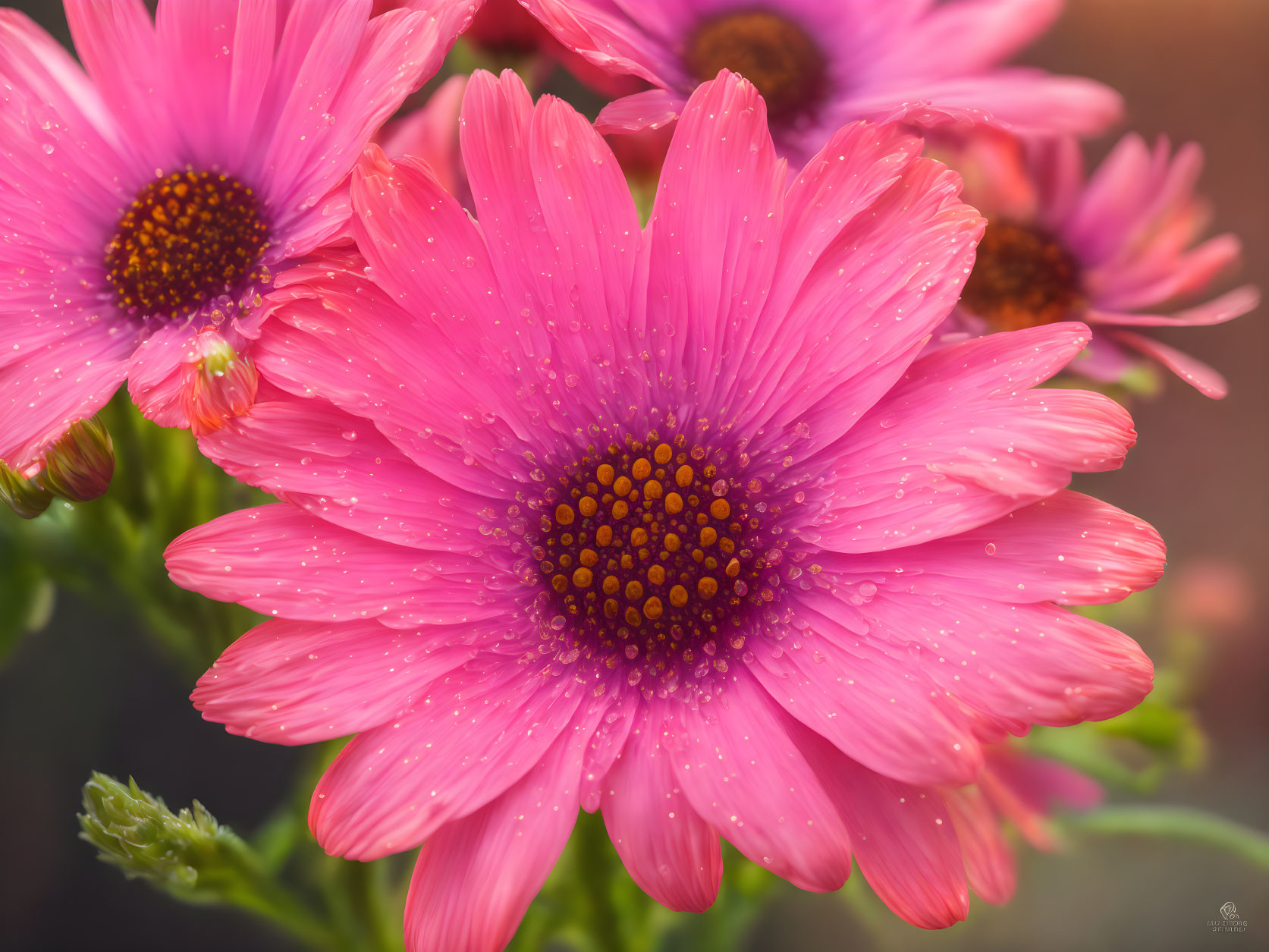 Bright pink daisies with yellow centers and water droplets on petals