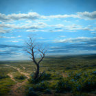 Tranquil landscape: lone tree in grassy field under cloudy sky