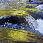 Stream with Moss-Covered Rocks and Cascading Water