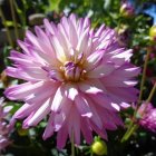 Colorful digital artwork of a large pink flower and smaller blooms on a dark, leafy background