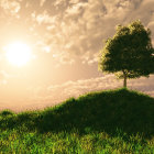 Silhouette of Person Sitting Under Tree on Hill Against Sunset Sky