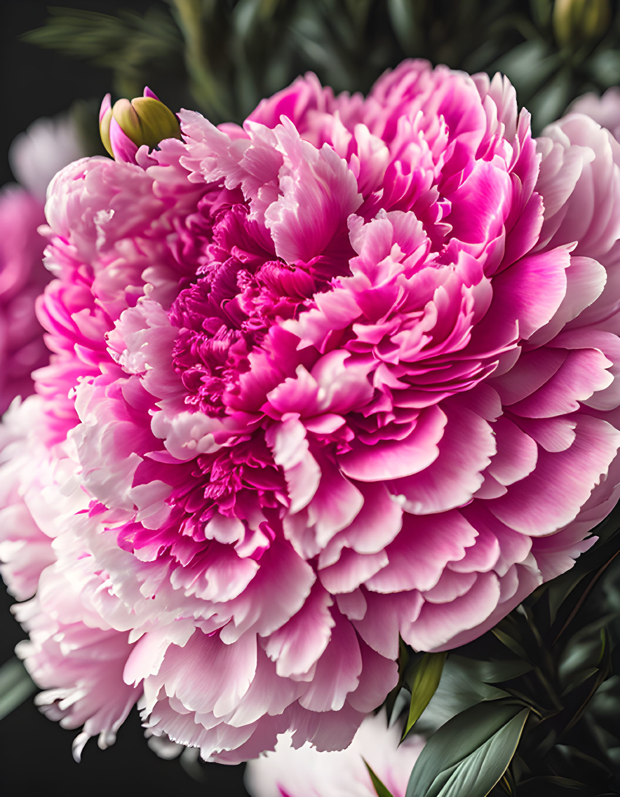 Vibrant pink peony with delicate layered petals and dark green leaves