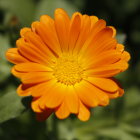 Bright Orange Flower with Yellow Center on Green Bokeh Background