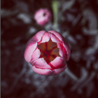 Vivid Pink Flower in Full Bloom Against Blurred Monochrome Background