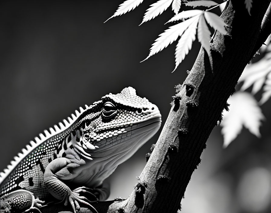 Monochrome image of iguana on branch with sharp scales and intense gaze