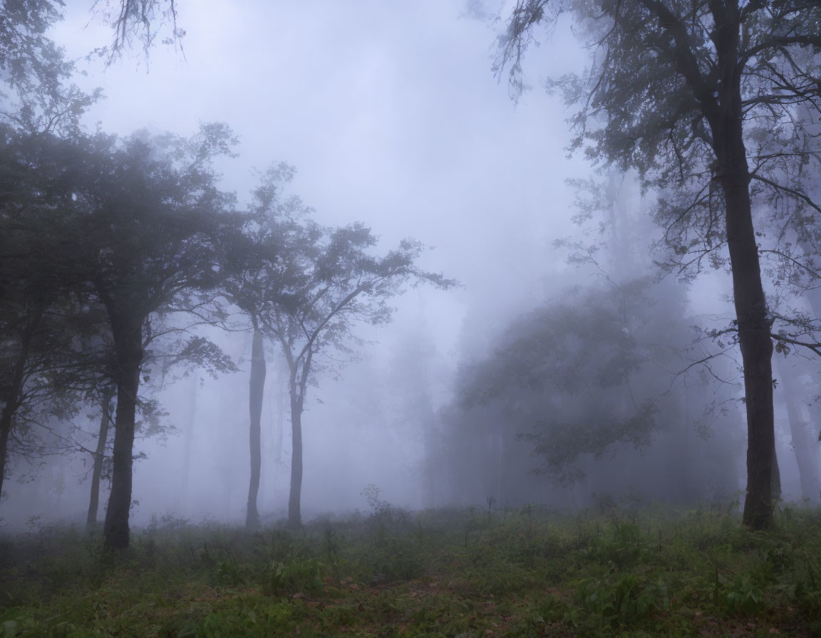 Misty forest with fog-covered trees for a serene atmosphere