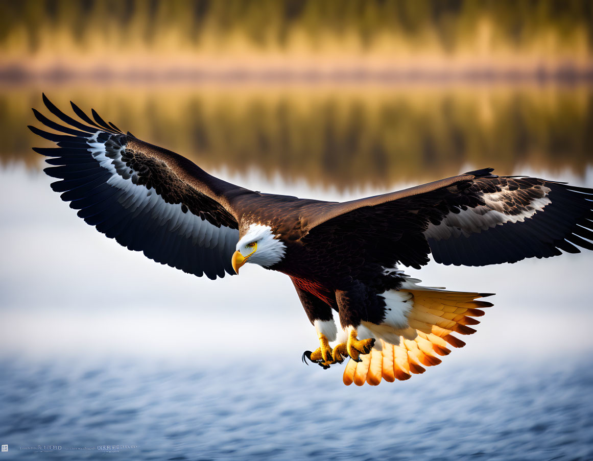 Majestic bald eagle in flight with white tail feathers, descending over water and trees