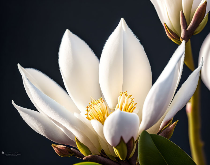 White magnolia flower in bloom with delicate petals and yellow stamens on dark background