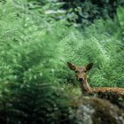 Misty forest scene with animals and ancient tree in sunlight