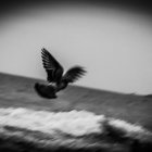 Monochromatic image: Bird flying over turbulent ocean waves under stormy sky