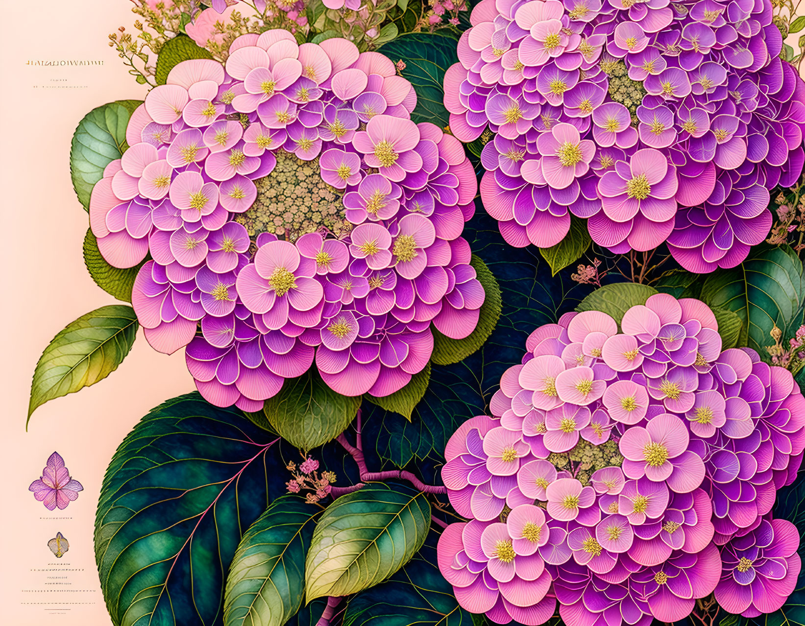 Detailed pink hydrangea botanical illustration with floral diagrams and labels