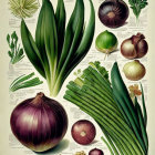 Botanical illustration of onions and alliums with labels and descriptive text