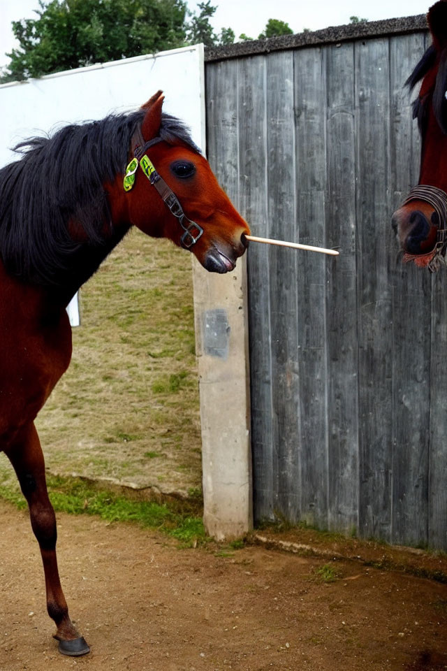 Brown horse with black mane holding stick by fence, another horse in background