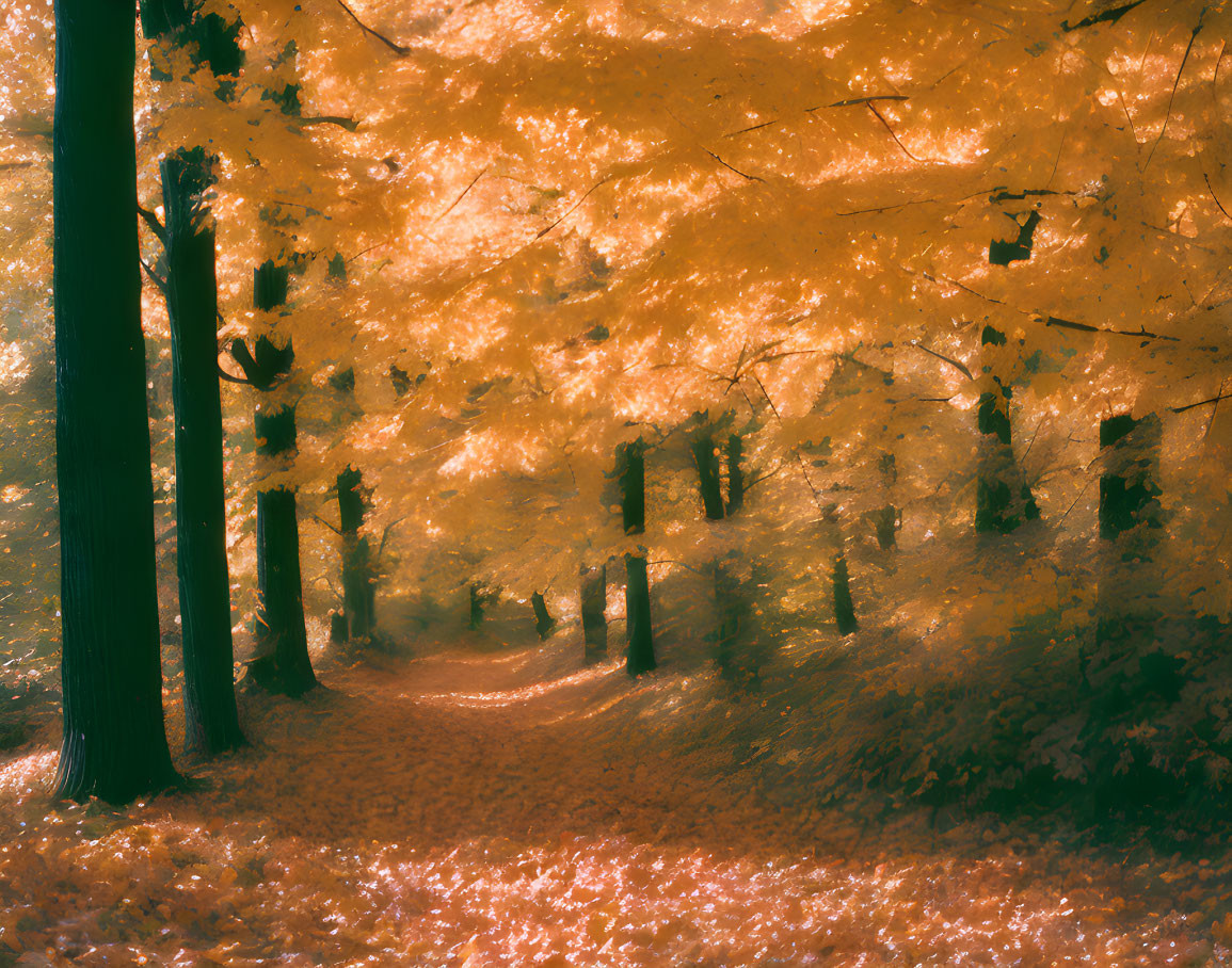 Autumnal forest with golden leaves and winding path in soft glow