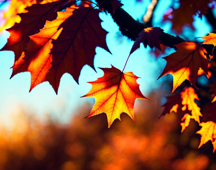 Vibrant Red-Orange Autumn Leaves Backlit by Sunlight