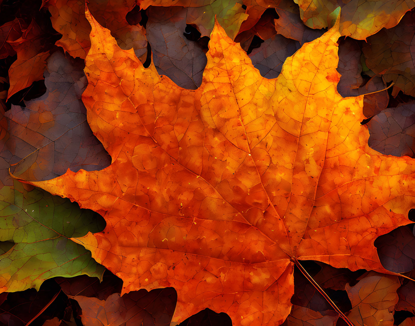 Colorful Maple Leaf on Autumn Leaves Bed