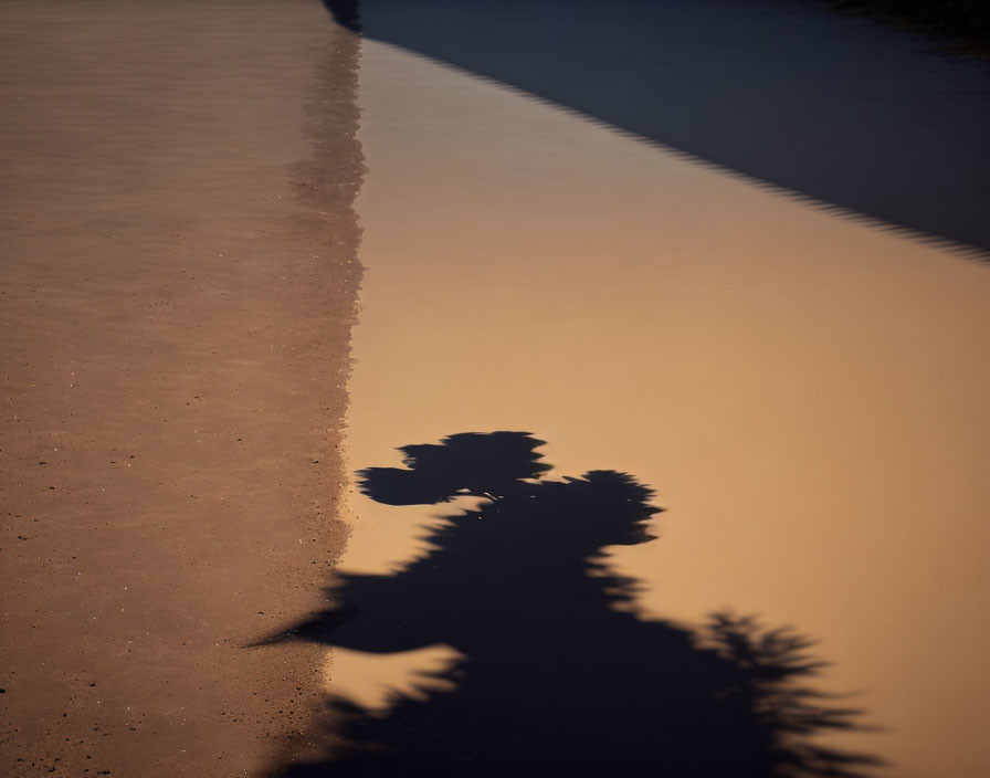 Tree shadow on sandy surface at sunrise or sunset